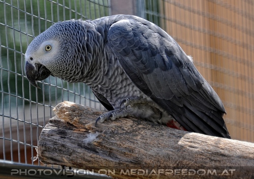 Papageienzeit 26