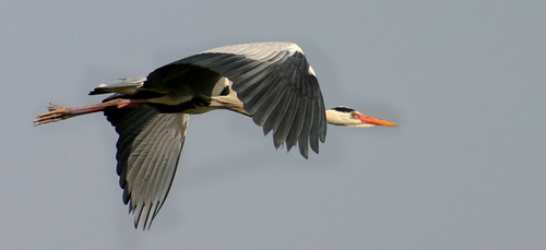 graureiher im flug 2