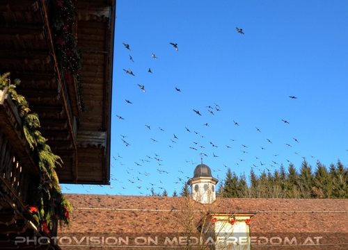 Im Paradies f�r Tiere 39