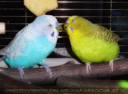 Sunny Speedy kiss 01