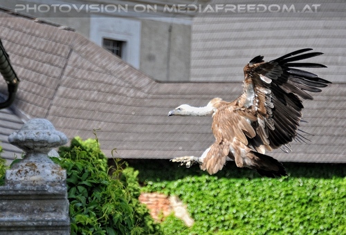 Greifvogel Vorf�hrung 64