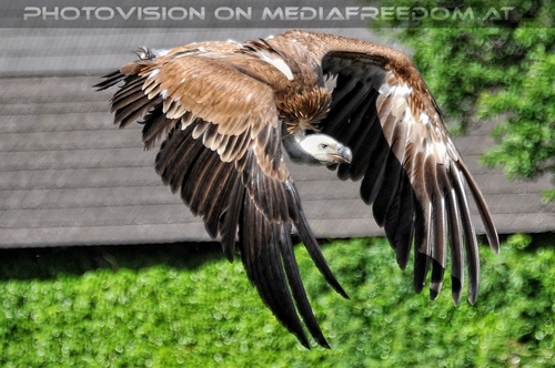 Greifvogel Vorf�hrung 65