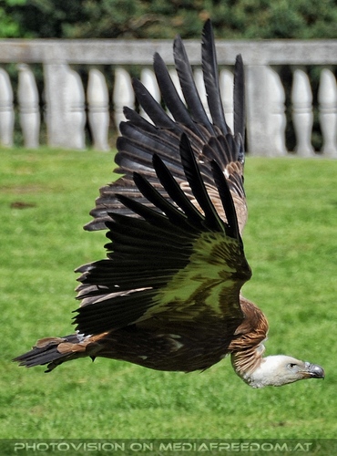 Greifvogel Vorf�hrung 66