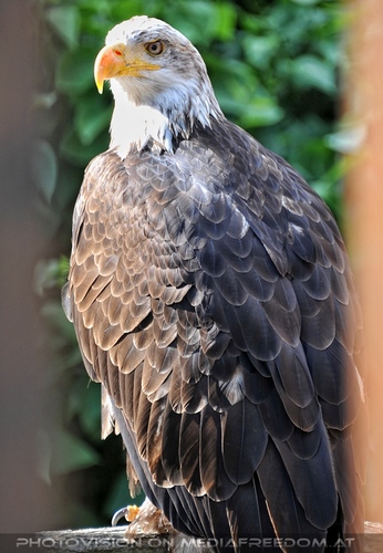 Greifvogel Vorf�hrung 71