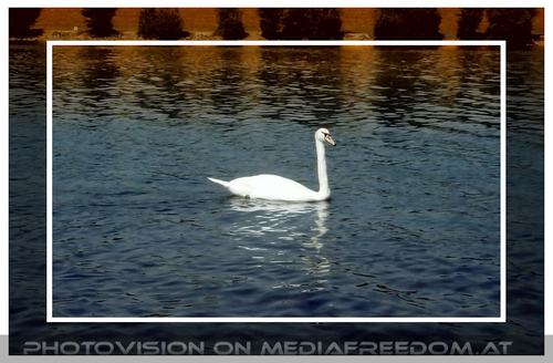 Schwan auf der neuen Donau