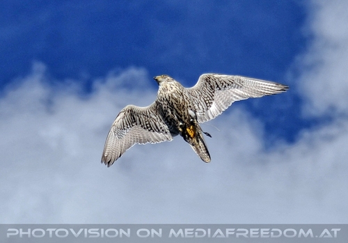 Greifvogel Vorf�hrung 07