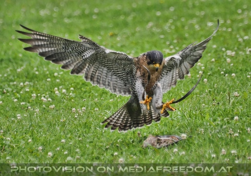Falke im Greifflug