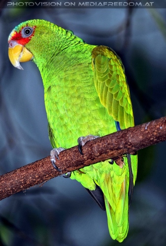 Gr�ner Papagei
