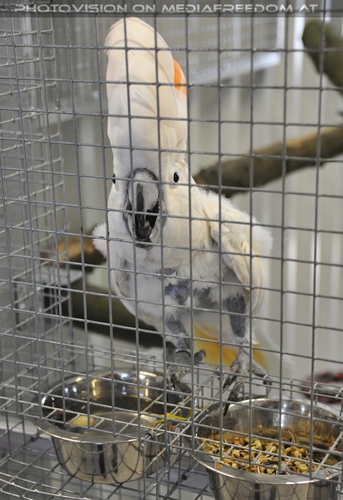 Er�ffnung des Papageienhauses 022