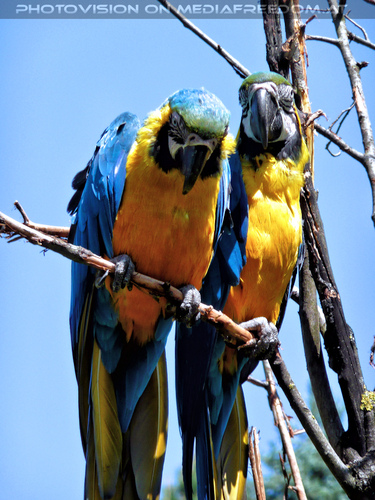 Papageien 03