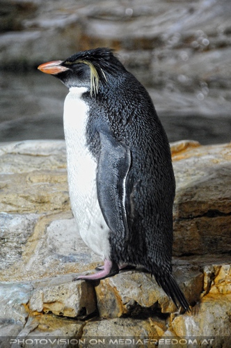 Pinguin