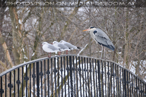 M�ven Trio und Reiher