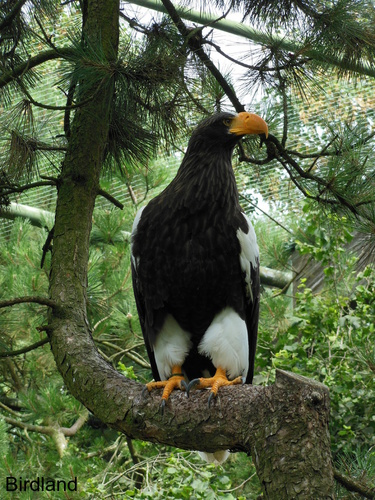 Der K�nig der L�fte