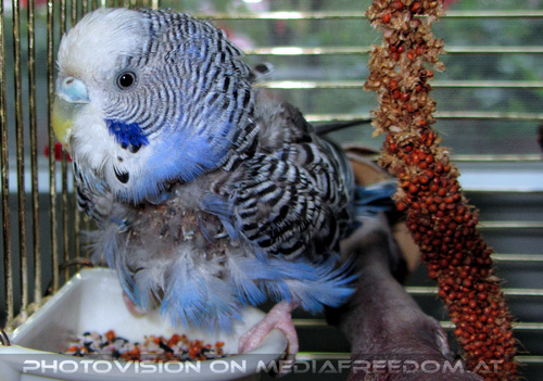 Die Eingew�hnung 10