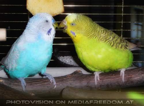 Sunny Speedy kiss 02