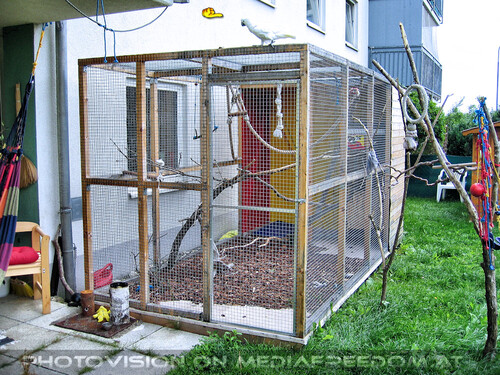 Elvis Land 01: Elvis der Kakadu