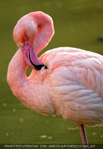 Flamingo