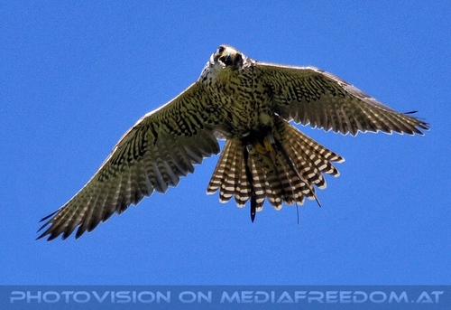 Greifvogel Vorf�hrung 08