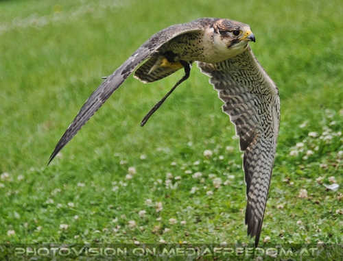 Falke im Flug