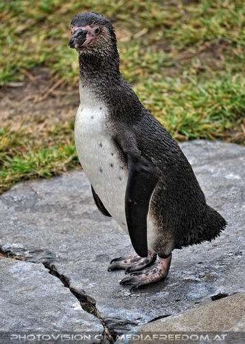 Pinguin
