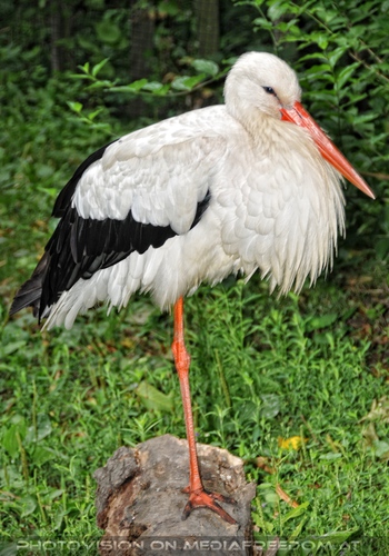 Storch