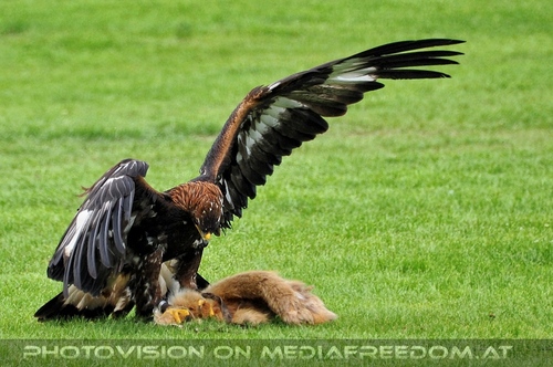 Greifvogel Vorf�hrung 43