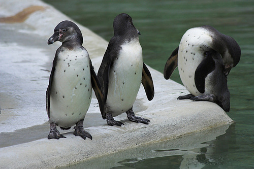 Pinguine: Michael Kirsch