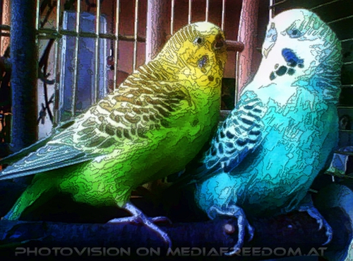 Niki und Speedy Portr�it Schmuserei