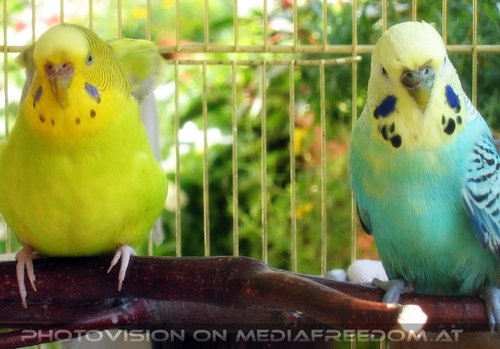 Der Sittichspielplatz 04