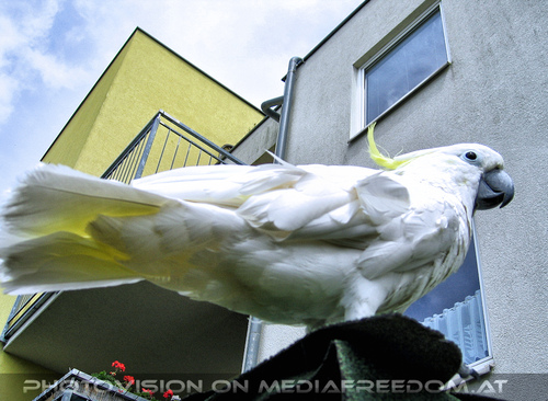 Elvis Land 03: Elvis der Kakadu