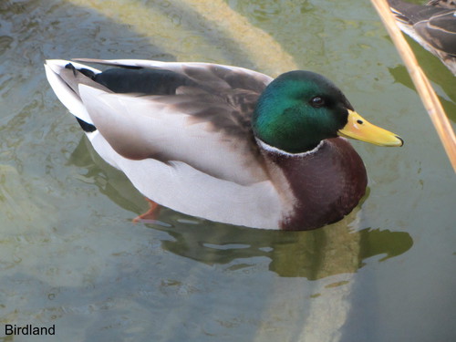 Ente: Ente