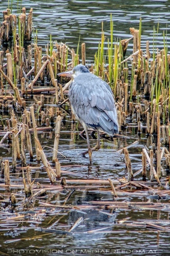 Natur in der Stadt 07