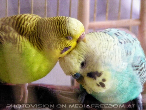 Sittich N�chstenliebe 5