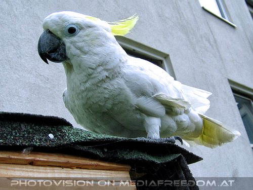 Elvis Land 04: Elvis der Kakadu