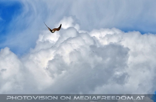 Greifvogel Vorf�hrung 47