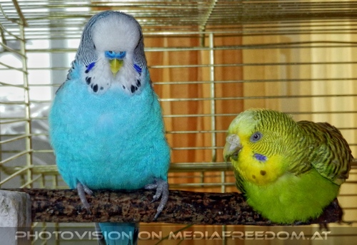 Budgie Beauties 4