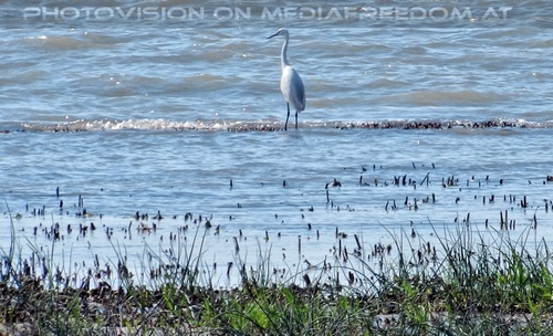 Am Meer der Wiener 29