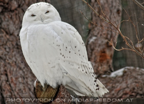 Schneeeule