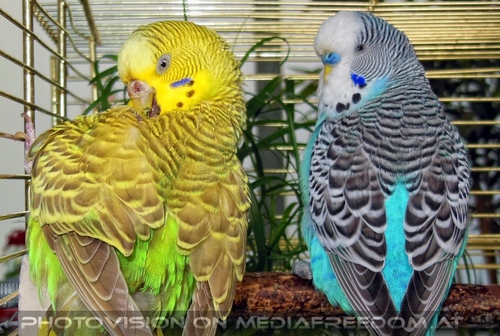 Birdland Terrasse 05