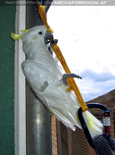 Elvis Land 05: Elvis der Kakadu