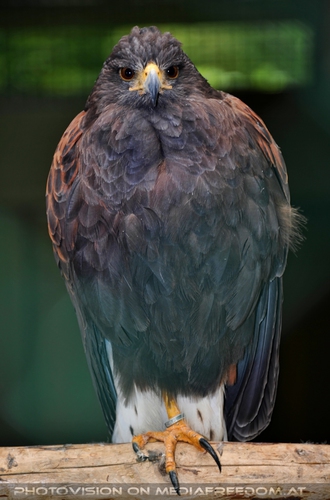 Warten auf den Einsatz