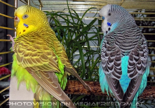 Birdland Terrasse 03