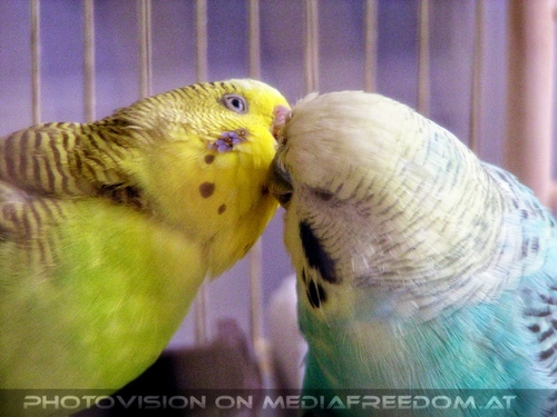 Sittich N�chstenliebe 7