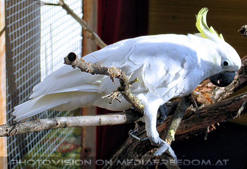 Elvis Land 19: Elvis der Kakadu