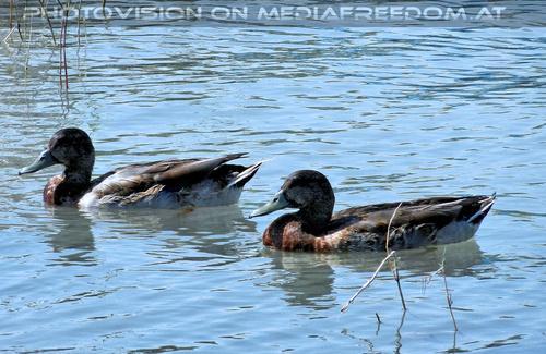 Das Meer der Wiener 16: Enten