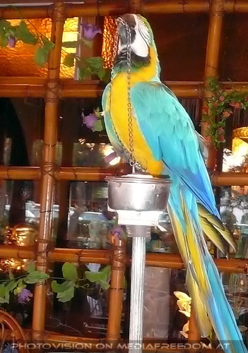 Romantic spanish evening 07