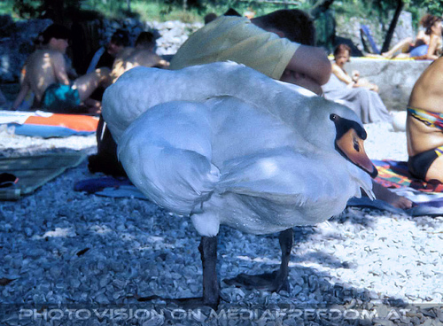 Al lago dei cigni 09: Schwan 