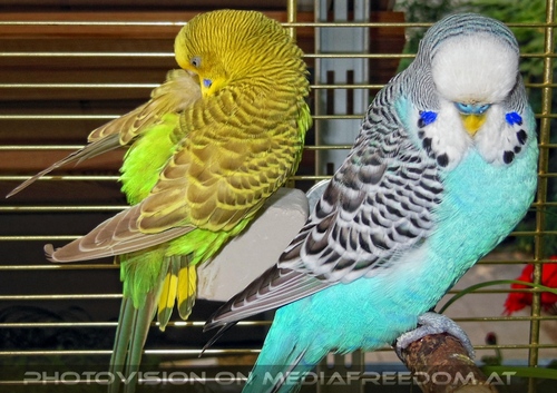 Birdland Terrasse 06