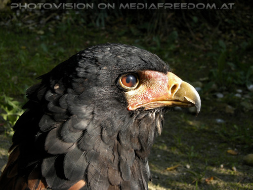 Die Berge waren fr�her dein zu Haus...