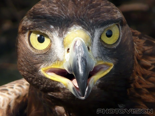 Eagle, look into my eyes, you will find...